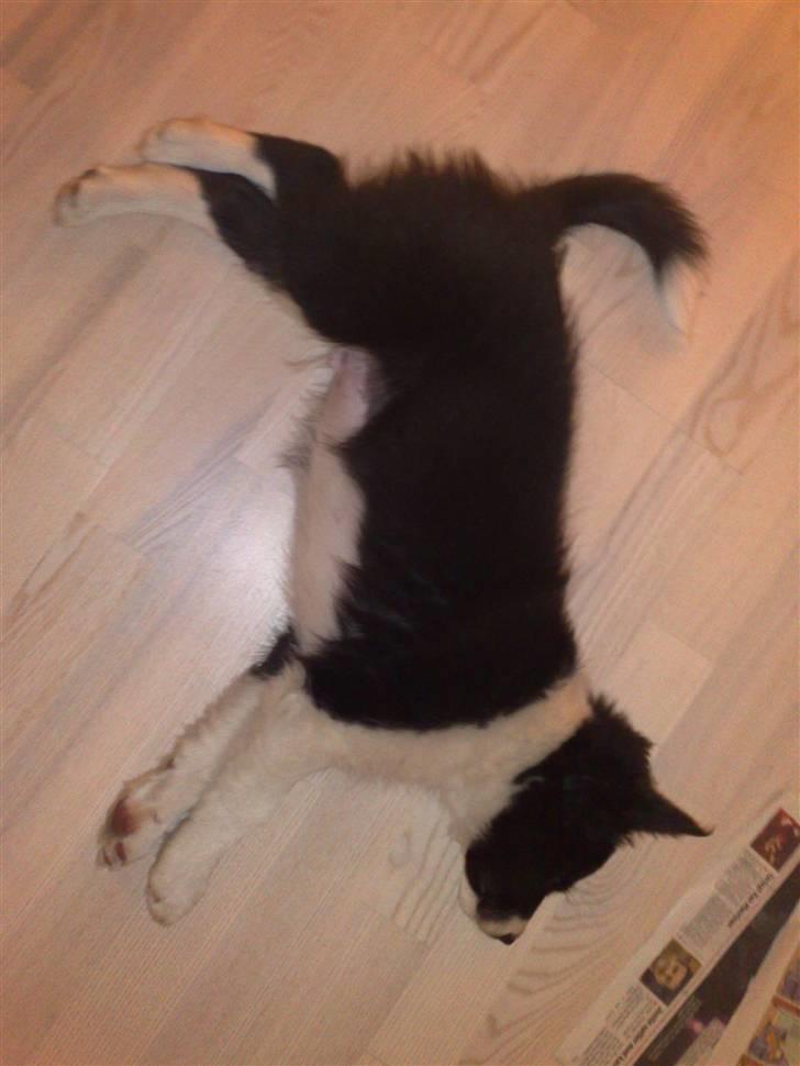Border collie Zako  - Jeg er helt smadret  billede 4