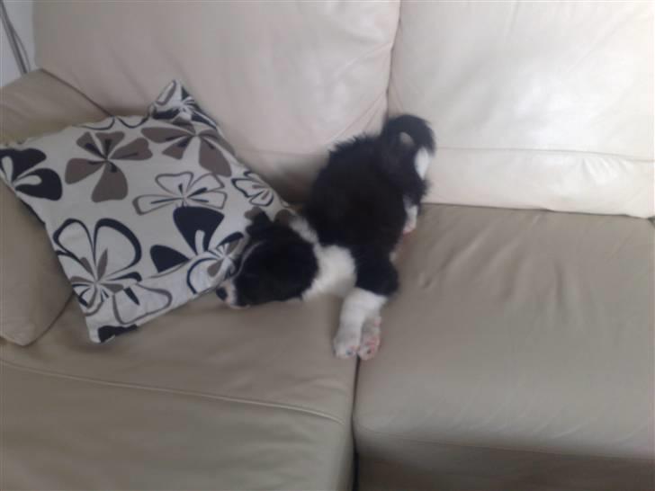 Border collie Zako  - Mmm . Skønt at ligge i sofaen :p billede 5