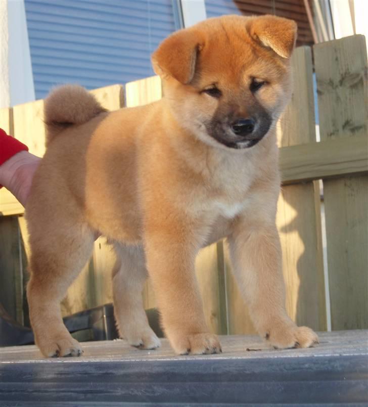 Shiba Niiki billede 8