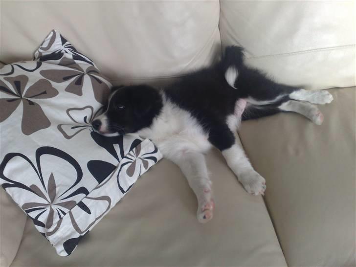 Border collie Zako  - Det her ku bare ikke blive bedre . !  billede 6