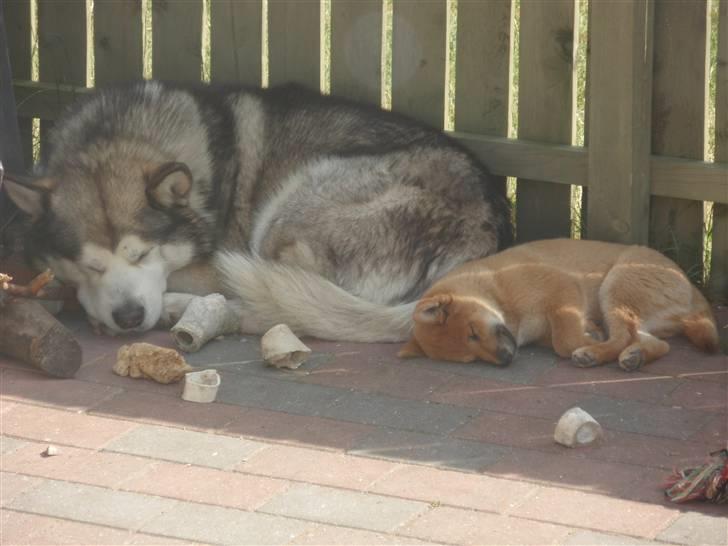 Shiba Niiki billede 9