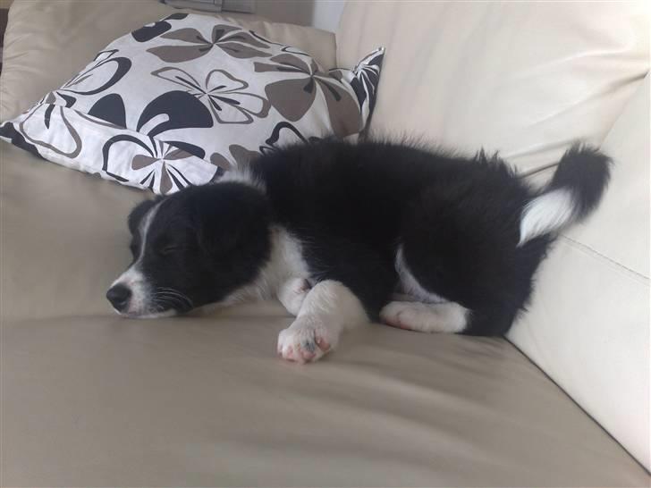 Border collie Zako  billede 7