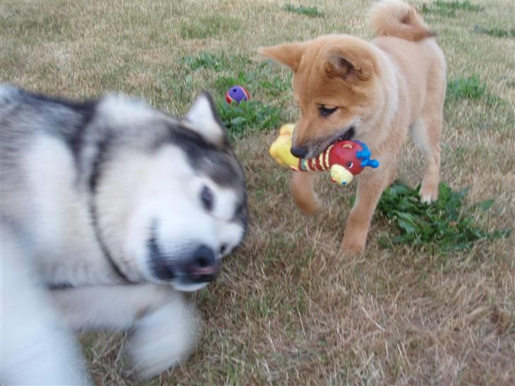 Shiba Niiki billede 10