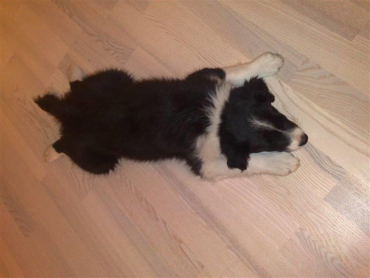 Border collie Zako  - zako ligner et skind på gulvet :)  billede 8
