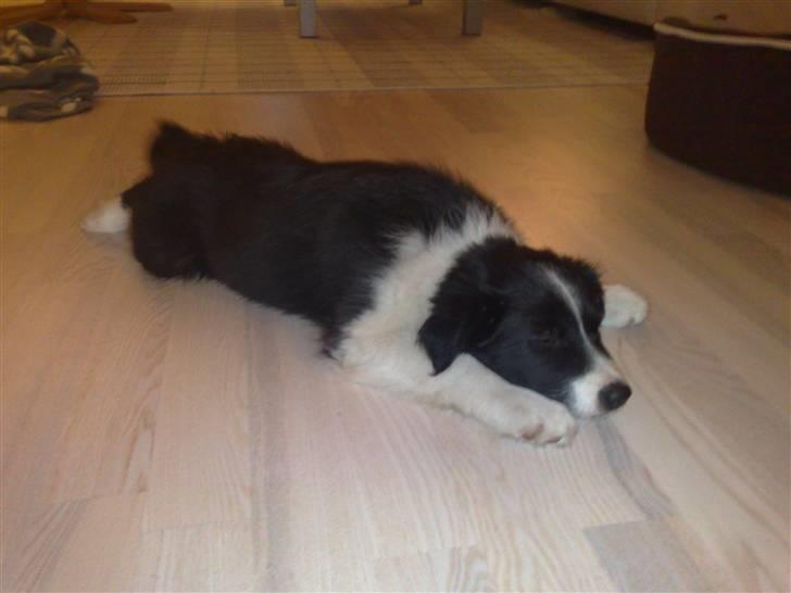 Border collie Zako  billede 9