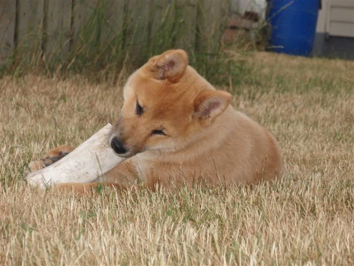 Shiba Niiki billede 11