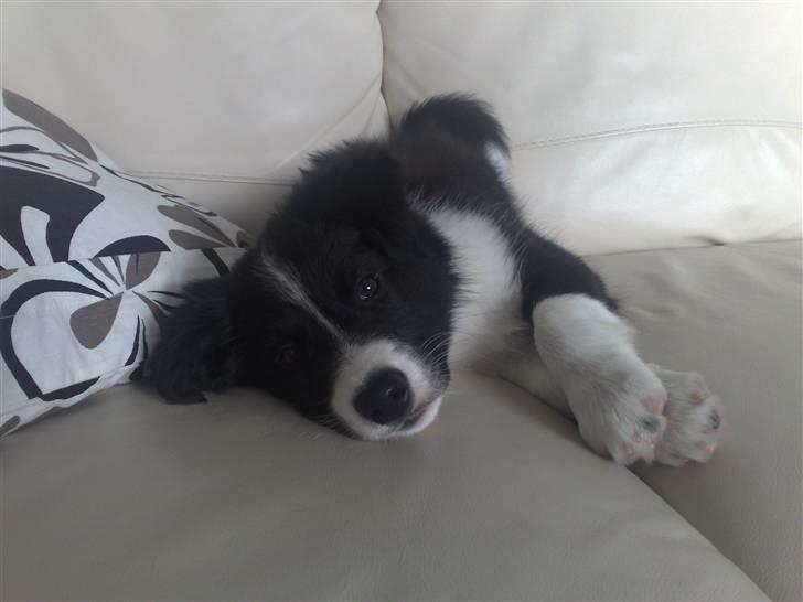 Border collie Zako  - Idag er jeg 10 iger gammel !  billede 10