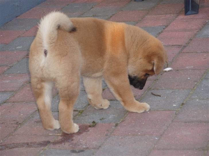 Shiba Niiki billede 12