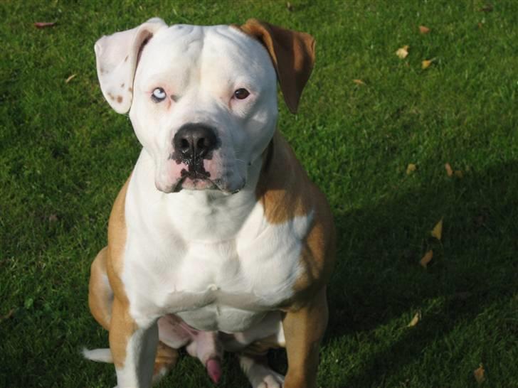 Amerikansk bulldog JAB´S Stanley the monster - 3okt billede 13