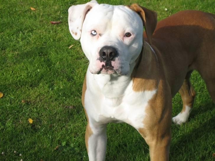 Amerikansk bulldog JAB´S Stanley the monster - 3okt billede 14