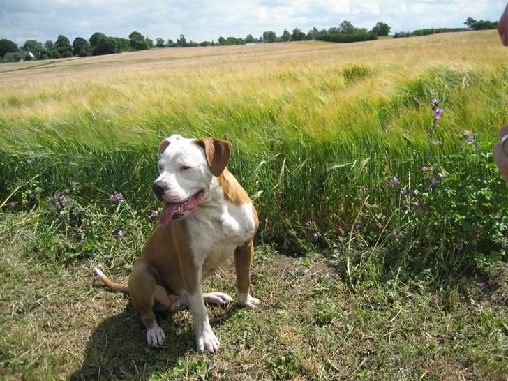 Amerikansk bulldog JAB´S Stanley the monster billede 15