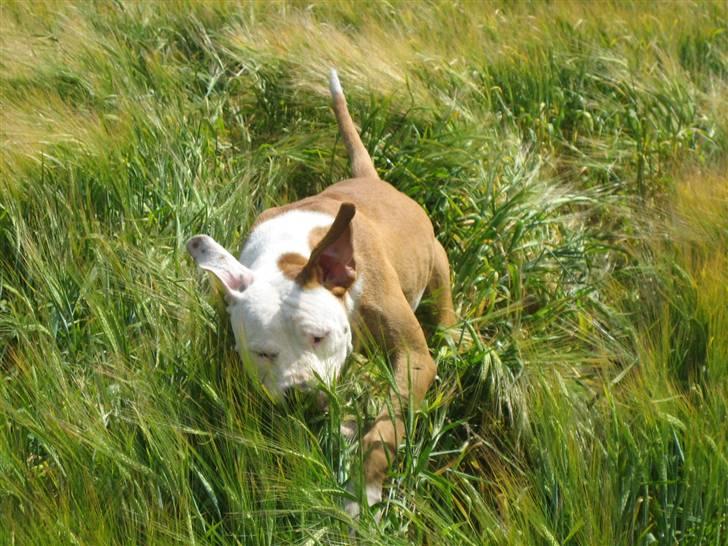 Amerikansk bulldog JAB´S Stanley the monster billede 16