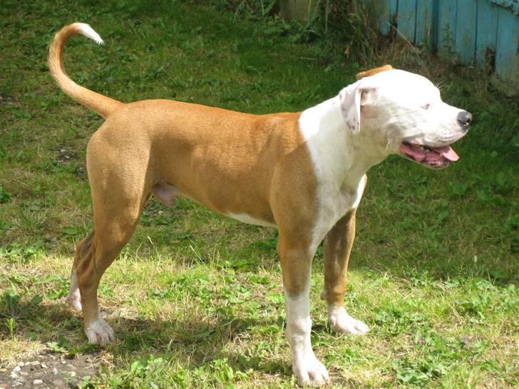 Amerikansk bulldog JAB´S Stanley the monster billede 17