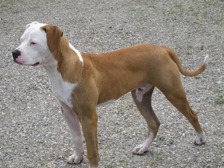 Amerikansk bulldog JAB´S Stanley the monster billede 18