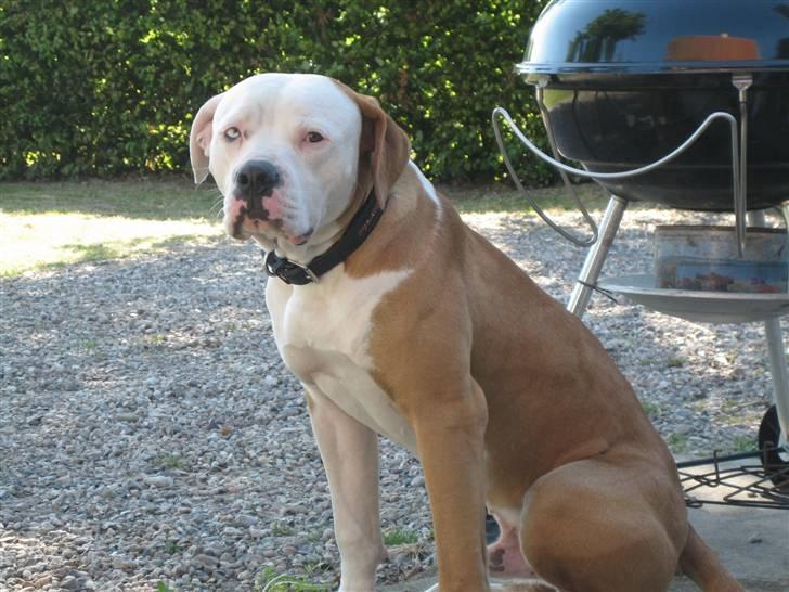 Amerikansk bulldog JAB´S Stanley the monster billede 19
