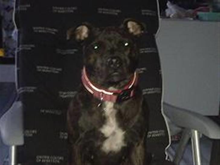 Staffordshire bull terrier Chanell billede 1