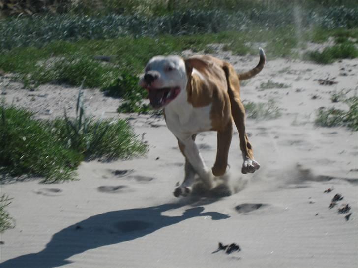 Amerikansk bulldog JAB´S Stanley the monster billede 20