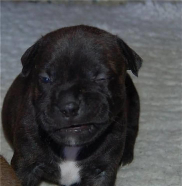 Staffordshire bull terrier Chanell billede 2