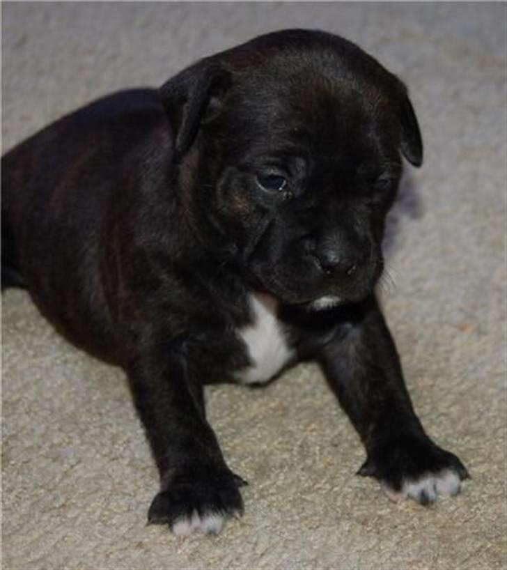 Staffordshire bull terrier Chanell billede 3