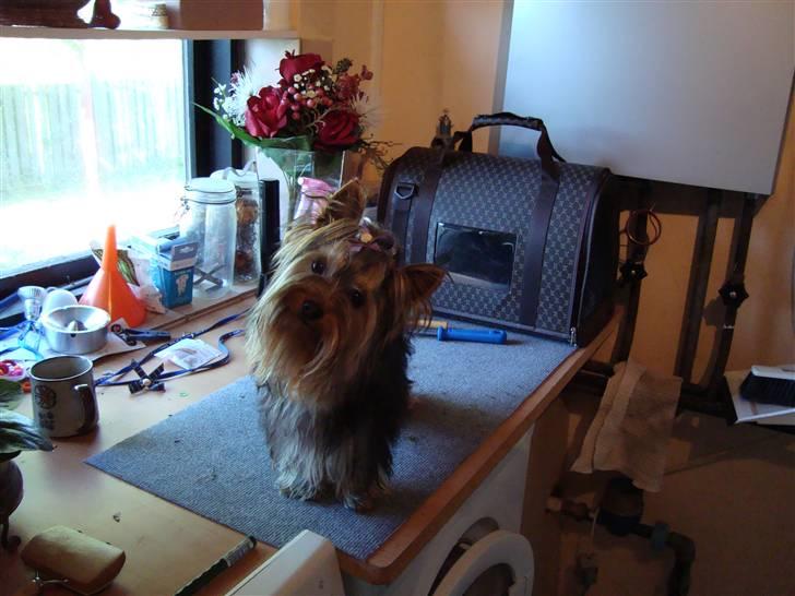 Yorkshire terrier Baltazar's DIno, Bailey billede 7