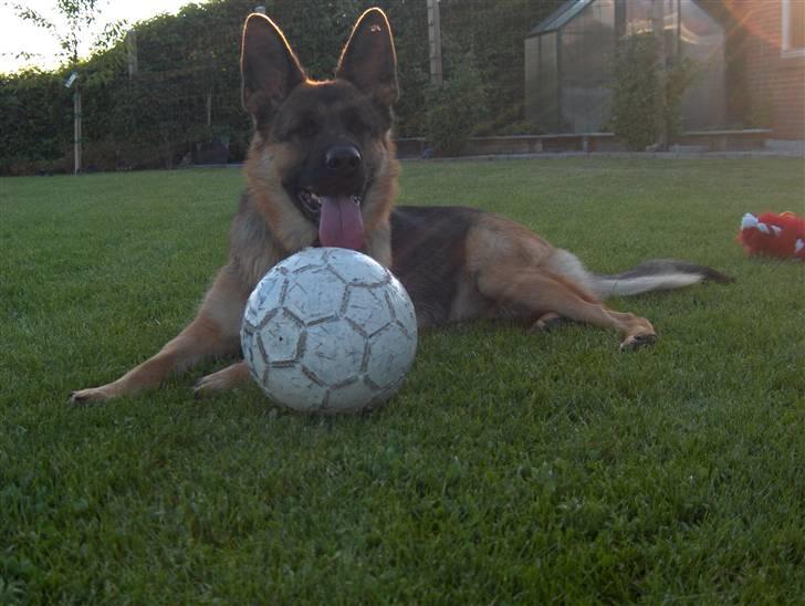 Schæferhund Falkøens Ø-Bjørk - 20) Skal vi ikke lege? Ö !Foto: mig billede 20