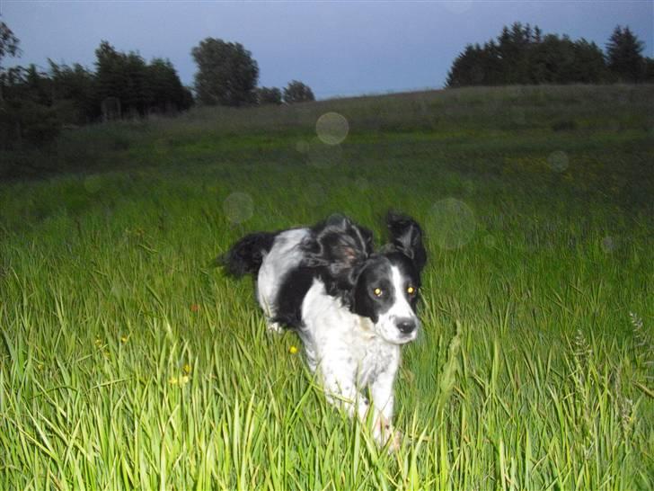Field Trial spaniel ina <33 forever<33 - ude på en mark hvor er du sød billede 19