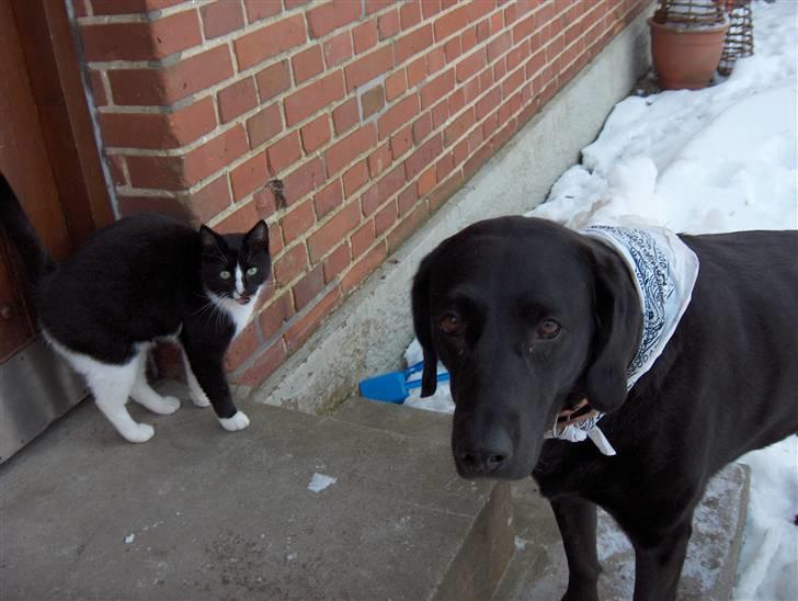 Labrador retriever Berta<´3(Aflivet)R.I.P:'( - 12) Hvor jeg dog savner jer :´/ Foto: Miig billede 12