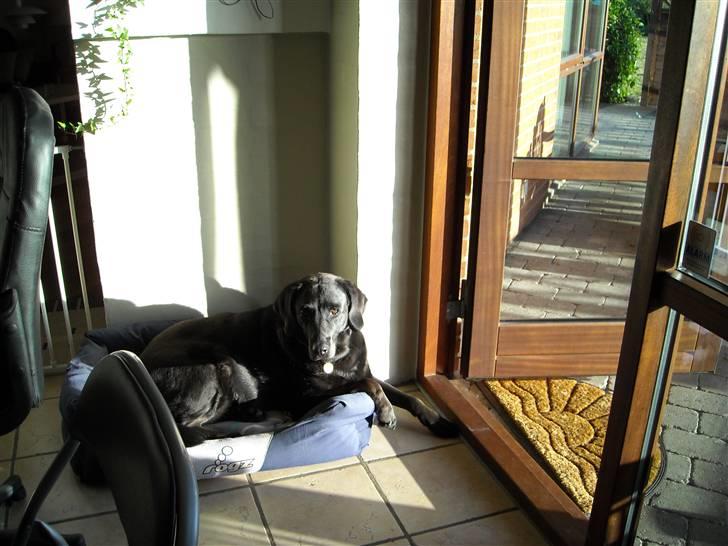Labrador retriever Berta<´3(Aflivet)R.I.P:'( - 13) billede 13