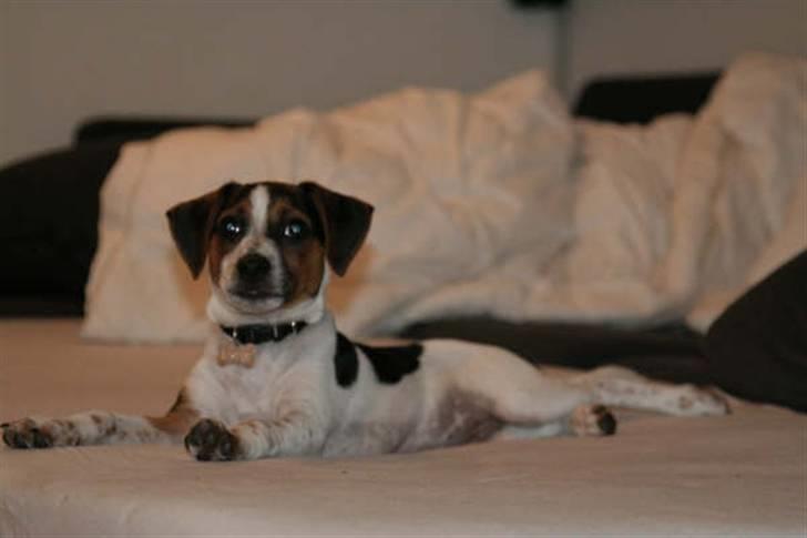 Dansk svensk gaardhund Louie - Louie 14 uger gammel billede 15