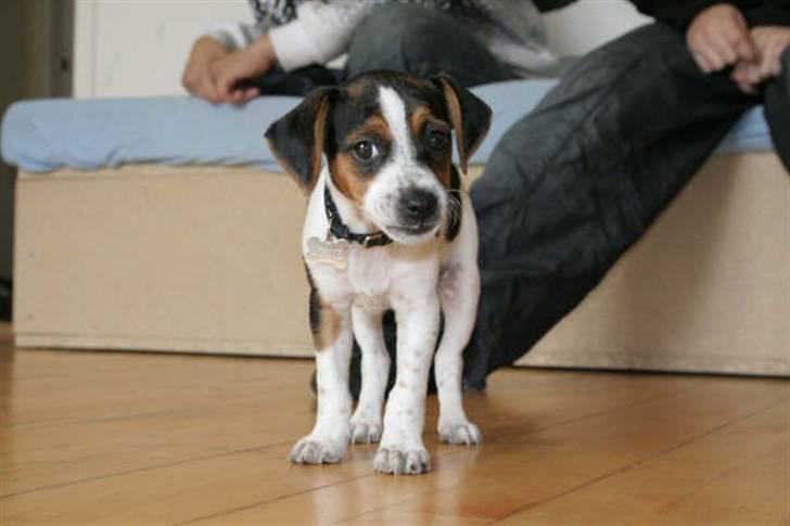 Dansk svensk gaardhund Louie billede 16