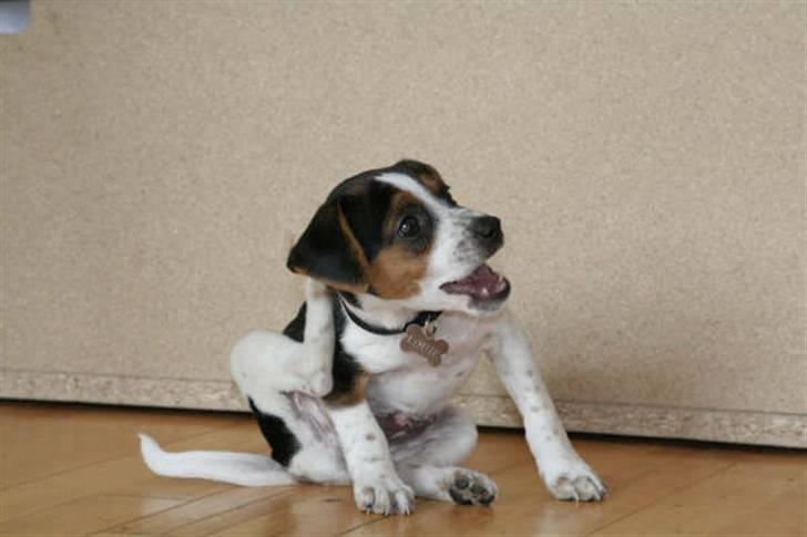 Dansk svensk gaardhund Louie billede 17