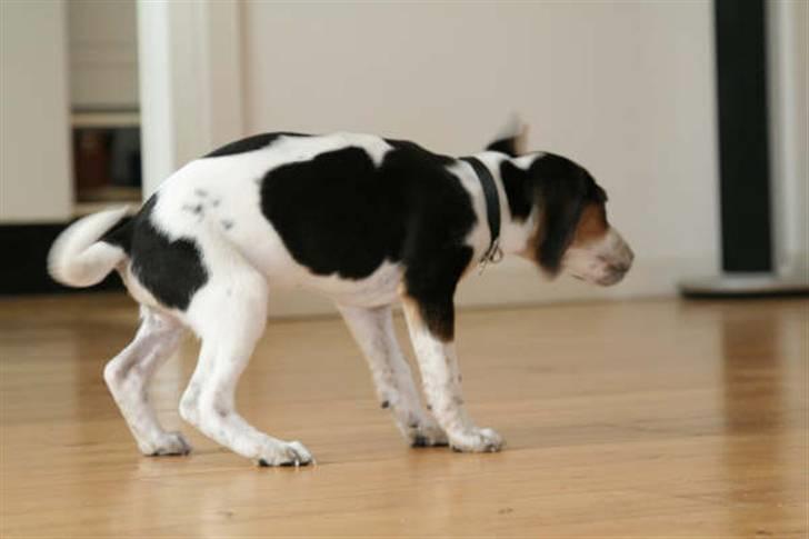 Dansk svensk gaardhund Louie billede 18