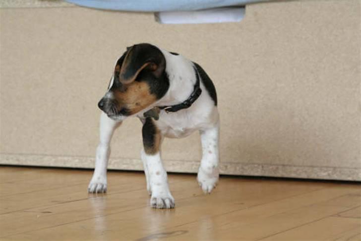 Dansk svensk gaardhund Louie billede 19