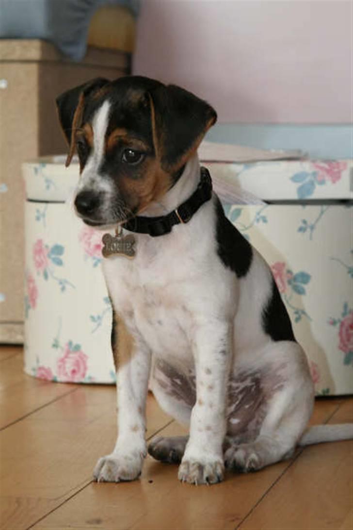 Dansk svensk gaardhund Louie billede 20