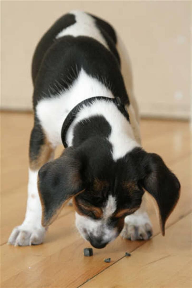 Dansk svensk gaardhund Louie billede 21