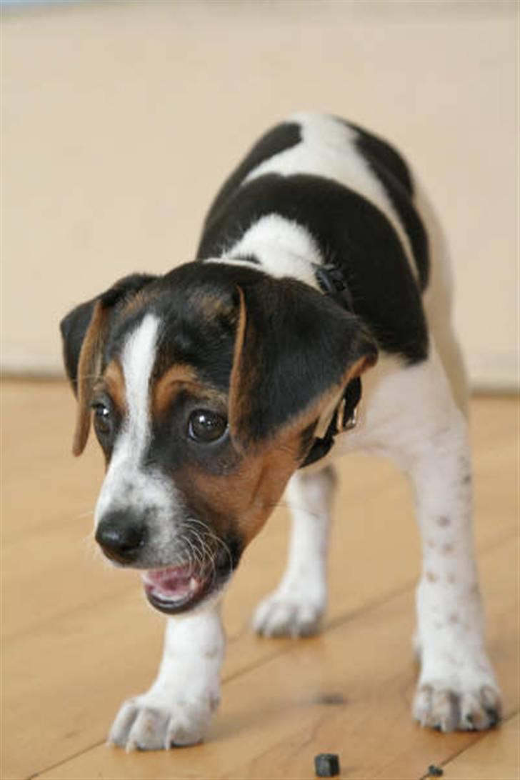 Dansk svensk gaardhund Louie billede 22