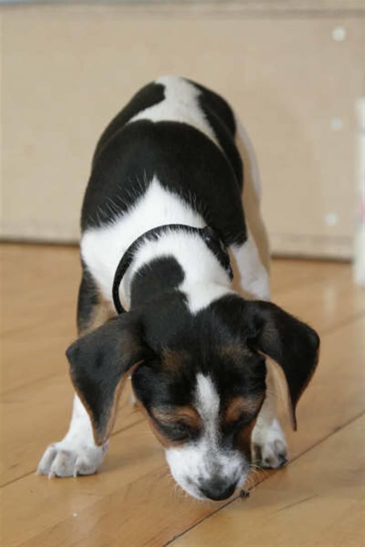 Dansk svensk gaardhund Louie billede 23