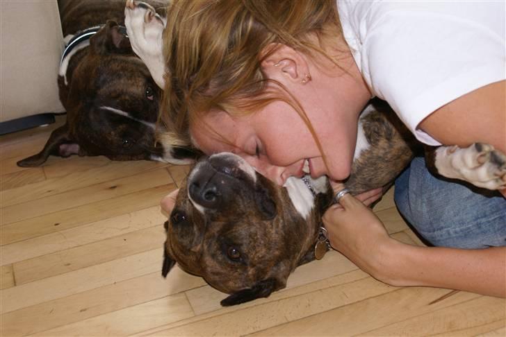 Amerikansk staffordshire terrier Kirah - Mor hygger med basserne billede 14