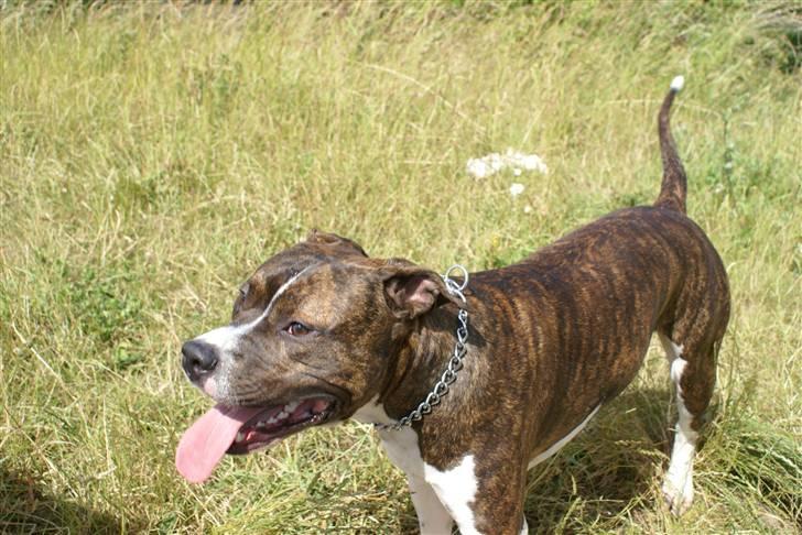 Amerikansk staffordshire terrier Kuba - Vores glade hund Kuba. billede 14