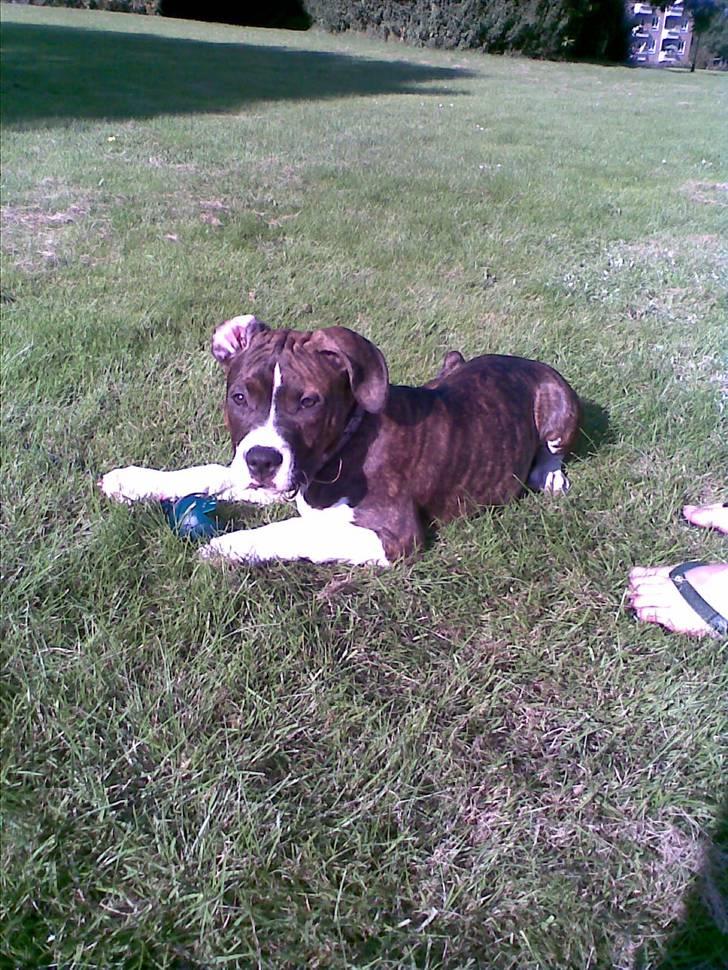 Amerikansk staffordshire terrier Kuba - Kuba som lille hvalp billede 15