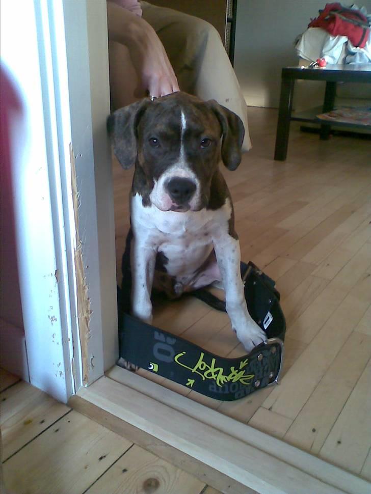 Amerikansk staffordshire terrier Kuba - Kuba nye halsbånd:o) billede 16