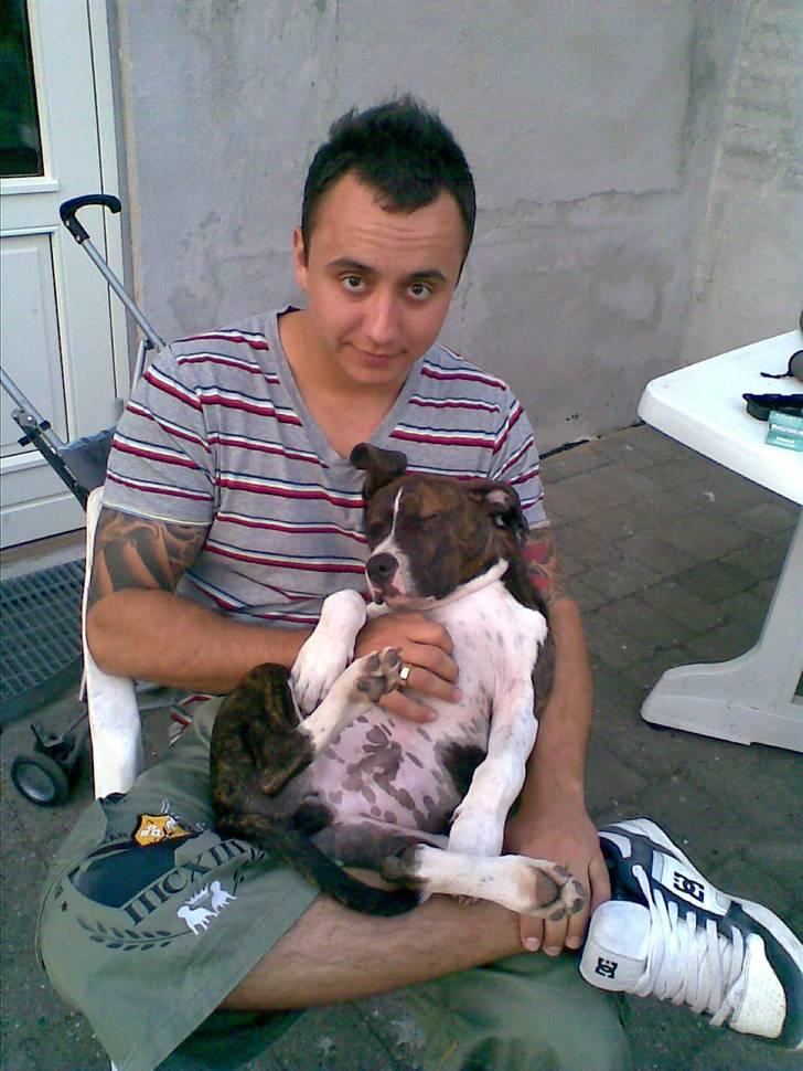 Amerikansk staffordshire terrier Kuba - træt lille hvalp billede 17