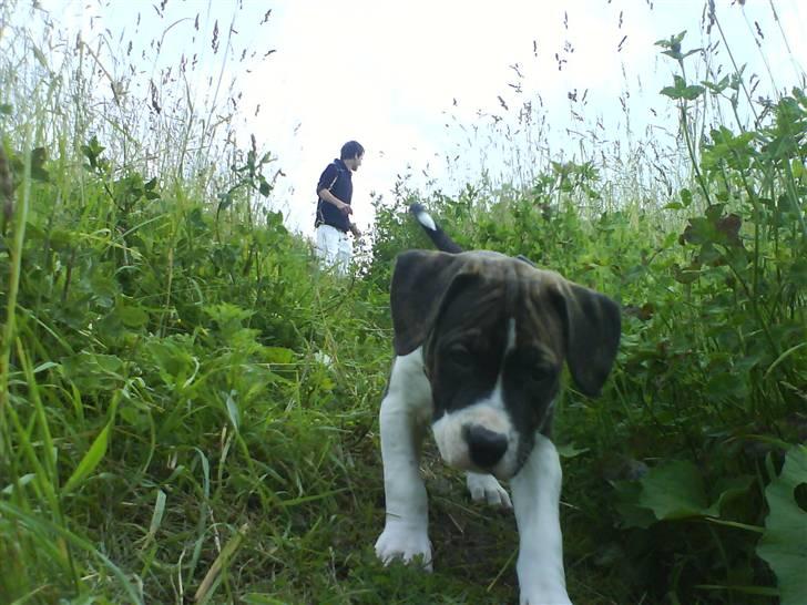 Amerikansk staffordshire terrier Kuba - kub ude at gå.. billede 18
