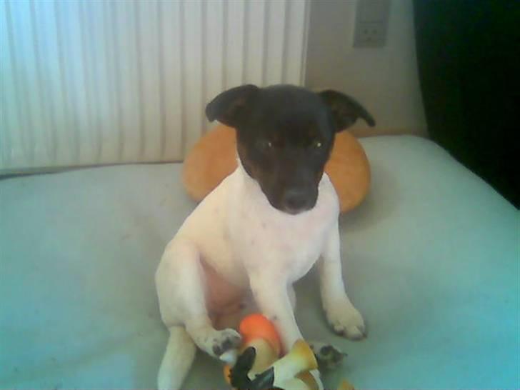 Glathåret foxterrier kiwi billede 6