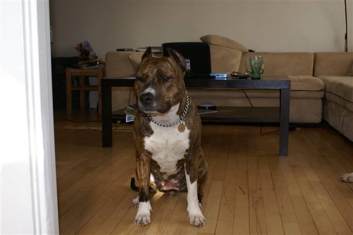 Amerikansk staffordshire terrier Kirah billede 15