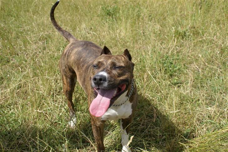 Amerikansk staffordshire terrier Kirah - Fine tøs.. billede 16