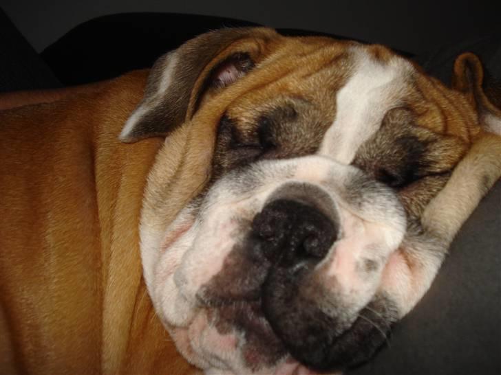 Blanding af racer Herman billede 5