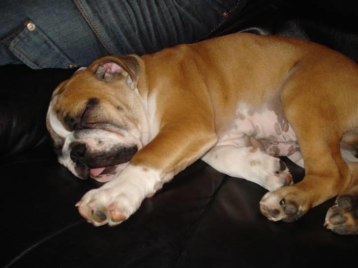 Blanding af racer Herman billede 6