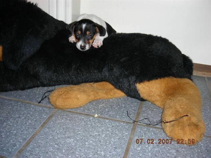 Dansk svensk gaardhund Charlie 17-12-2006 billede 9