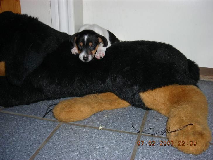 Dansk svensk gaardhund Charlie 17-12-2006 billede 10